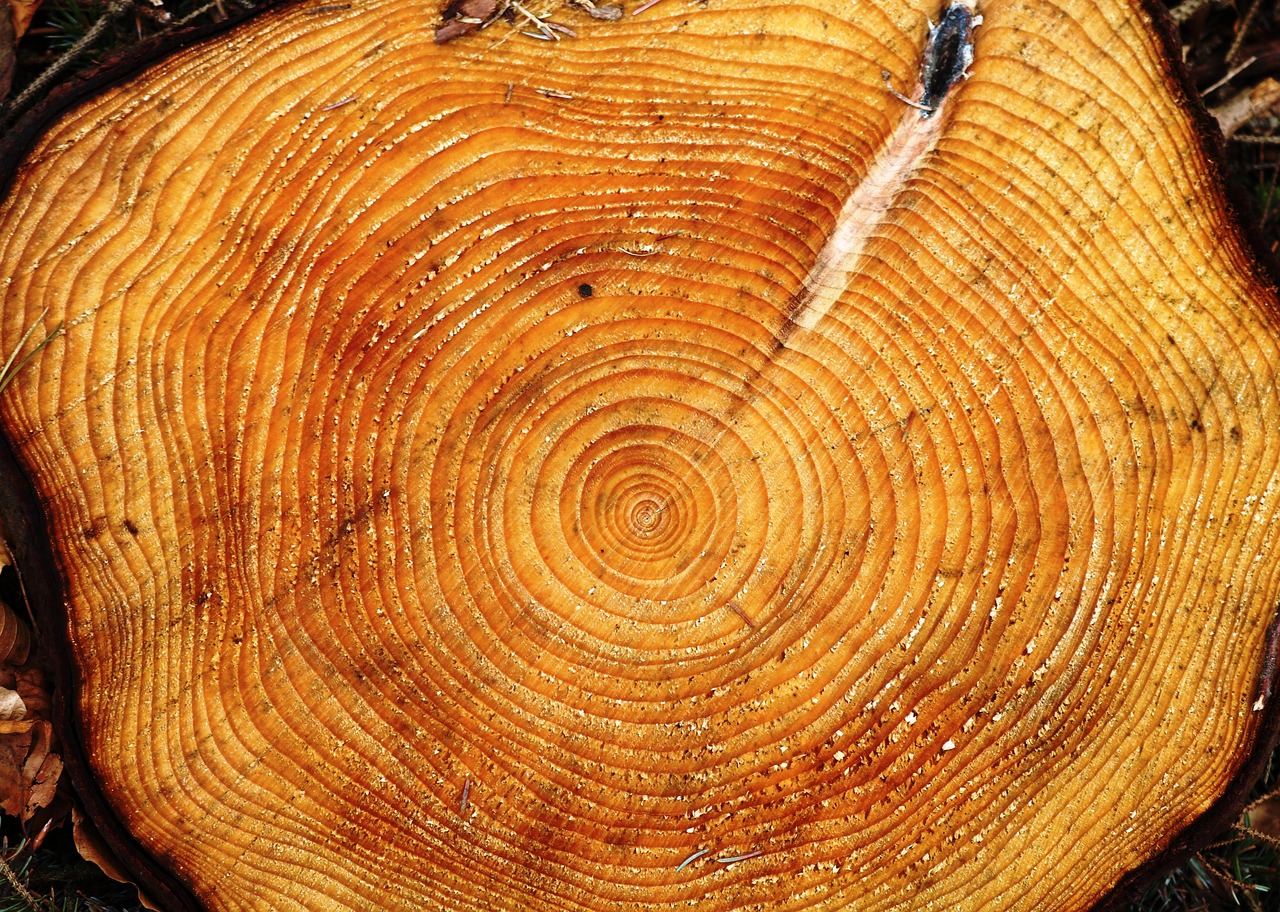 A close-up of concentric growth rings and radial cracks in a cut tree trunk.